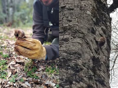 Encuentran un ejemplar de Monito del Monte en el Parque Nacional Lanín