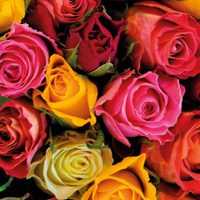 Las vas a querer en tu jardín: las rosas que florecen en primavera y no tienen espinas