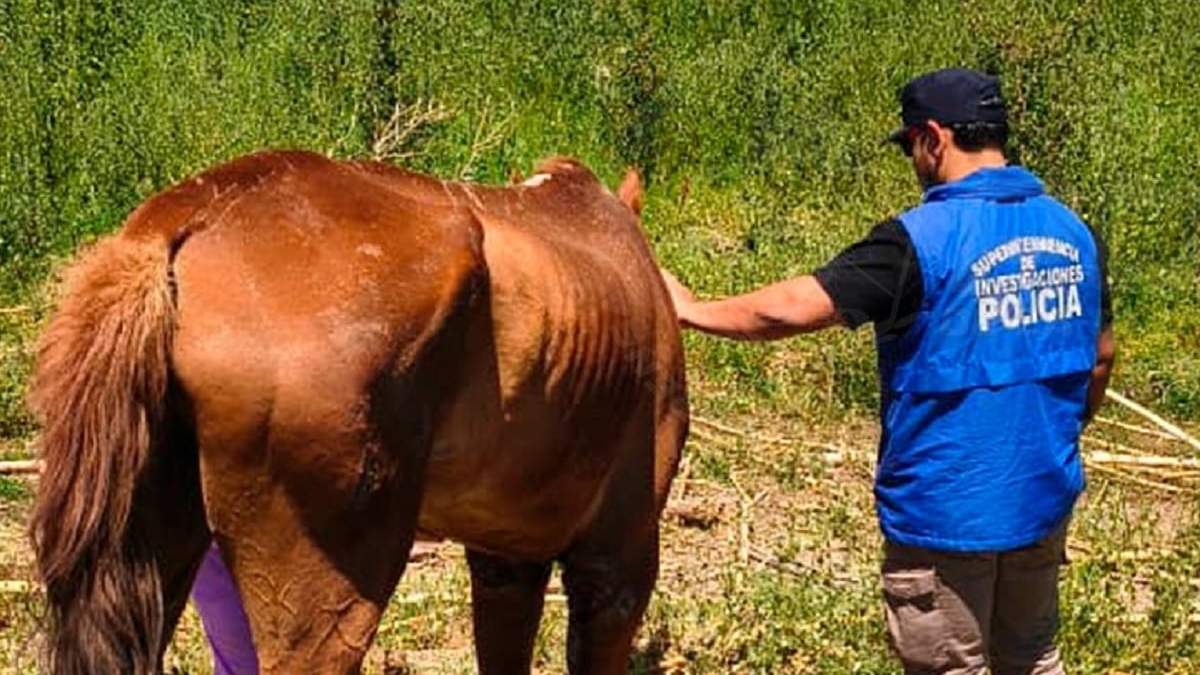 Los animales fueron encontrados en mal estado en una chacra deshabitada. Fuente (Policía de Neuquén)