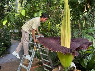 Floreció en Berlín la flor con el peor olor del mundo