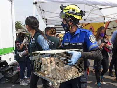 Congreso de la CDMX prohíbe la venta de animales vivos en tianguis y mercados