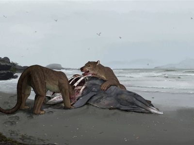 Una especie de perro-oso: descubrieron en Francia un nuevo tipo de carnívoro gigante extinto