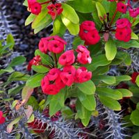 Suculentas: consejos para que la corona de Cristo crezca bella en el jardín