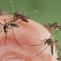 No gastes fortuna: con pocos ingredientes, creá esta efectiva vela repelente de mosquitos