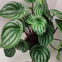 Las plantas pequeñas que casi no necesitan cuidados y podés tener adentro de tu casa todo el año