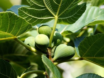 El árbol frutal que tenés olvidado en el jardín y cuyas hojas son un verdadero tesoro para la salud