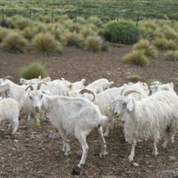 Cuatreros atacaron a un criancero y se llevaron sus animales