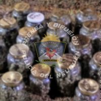 Curioso hallazgo de marihuana en Plottier