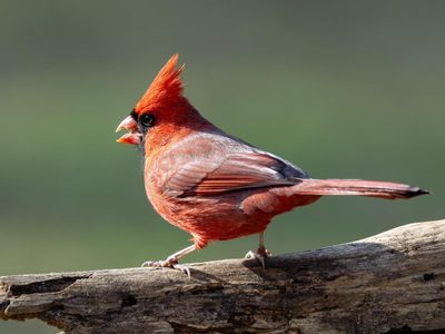 No te asustes: qué significa que un cardenal aparezca de sorpresa en tu casa