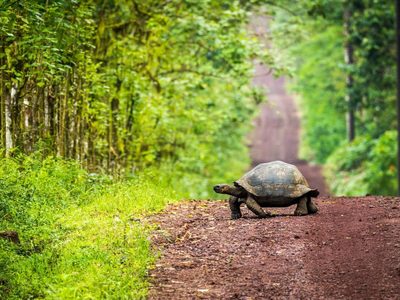 Islas Galápagos: el tesoro de la naturaleza más exótico del Pacífico