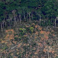 La Amazonía brasileña perdió cuatro veces la superficie de CABA en solo un mes