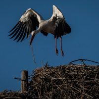 El cambio climático impulsa la dieta basura de las cigüeñas