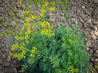 El secreto viverista para que tu planta de Ruda crezca sana y fuerte, sin marchitarse