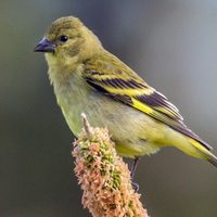 Curiosidades del Cabecita Negra, el pájaro pariente del jilguero que habita en ciudades