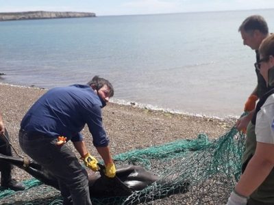 Conmoción en Chubut: un pescador agredió a un lobo marino y le provocó la muerte