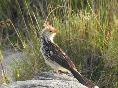 No es el hornero ni la calandria: el pájaro que predice el clima y llena tu vida de buena suerte