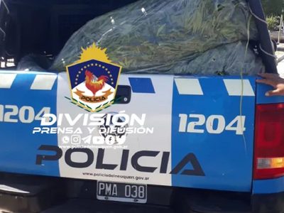 Allanamientos positivos: incautaron 30 plantas de marihuana, armas de fuego y municiones