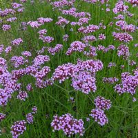 La planta que da hermosas flores, sobrevive en canteros o en tu balcón y es a prueba de principiantes