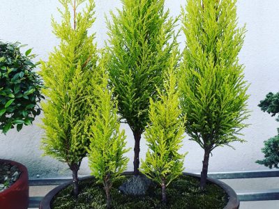 4 plantas de Pino que son perfectas para colocar en tu jardín y darle un toque único