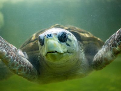 Terminó el seguimiento satelital al tortugo Jorge