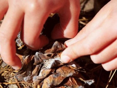 Advierten daños en bosques de araucarias en Caviahue por cosecha temprana de piñones