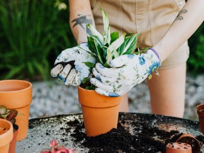 Prestá atención: el trucazo de los jardineros para que tus plantas jamás se mueran al transplantarlas