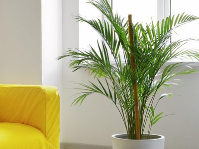 3 palmeras de interior que están de moda y embellecen cualquier rincón de tu hogar