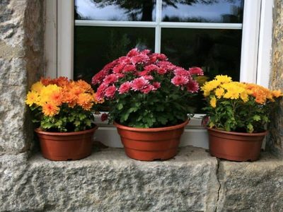 Si querés 1 planta de exterior que resista las heladas, conocé estas opciones que son hermosas y explotan de flores