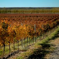 Semana del Vino 2022: cuándo arranca el evento en San Patricio del Chañar