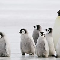 Curiosidades sobre los pingüinos, emblema de la Patagonia austral
