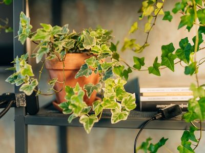 No pongas hiedra en tu casa, que es invasora: reemplazala por esta planta nativa que da el perfume más delicioso