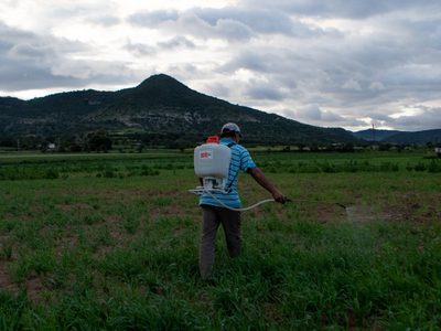 Juez concede amparo a comunidades zapotecas; frenan central eólica Gunna Sicarú en Oaxaca