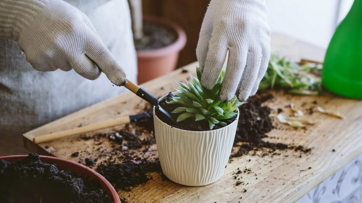 Plantas. Fuente: (X)