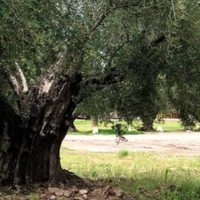 Reconocimiento a los olivos históricos de América del Sur