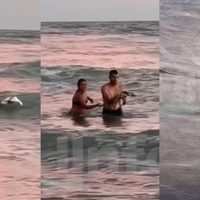 Una pareja sacó un pingüino del mar, para tomarse selfies