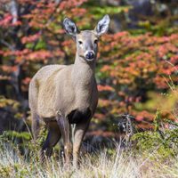 El huemul, en peligro de extinción por el no control de la caza