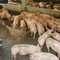 China: la cepa G4 de gripe porcina no es nueva y no infecta fácilmente a los humanos