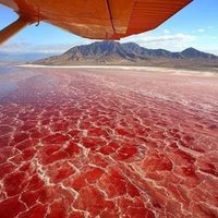 Este lago "convierte" las aves en piedra