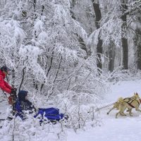 Una opción de turismo para chicos y grandes en Neuquén: el Bosque de los Huskies