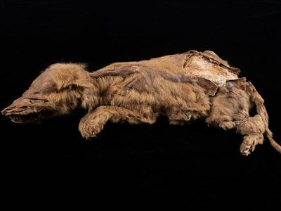 Una cachorra de lobo de la Edad de Hielo hallada intacta: no se alimentaba de lo que se creía