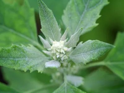 No la arranques: la planta que crece como maleza en tu jardín y que es un superalimento lleno de proteína
