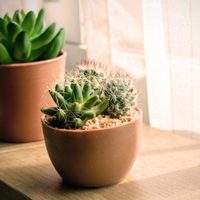 La planta que nunca pero nunca tenés que poner en la habitación