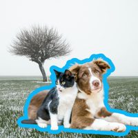 Frío y mascotas: medidas preventivas recomendadas por autoridades y expertos