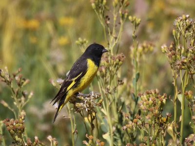 Curiosidades del Cabecita Negra, el ave de llamativo plumaje que es pariente del Jilguero