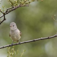 Curiosidades sobre el Piojito: el ave pequeña que durante el invierno busca migrar a un lugar seguro