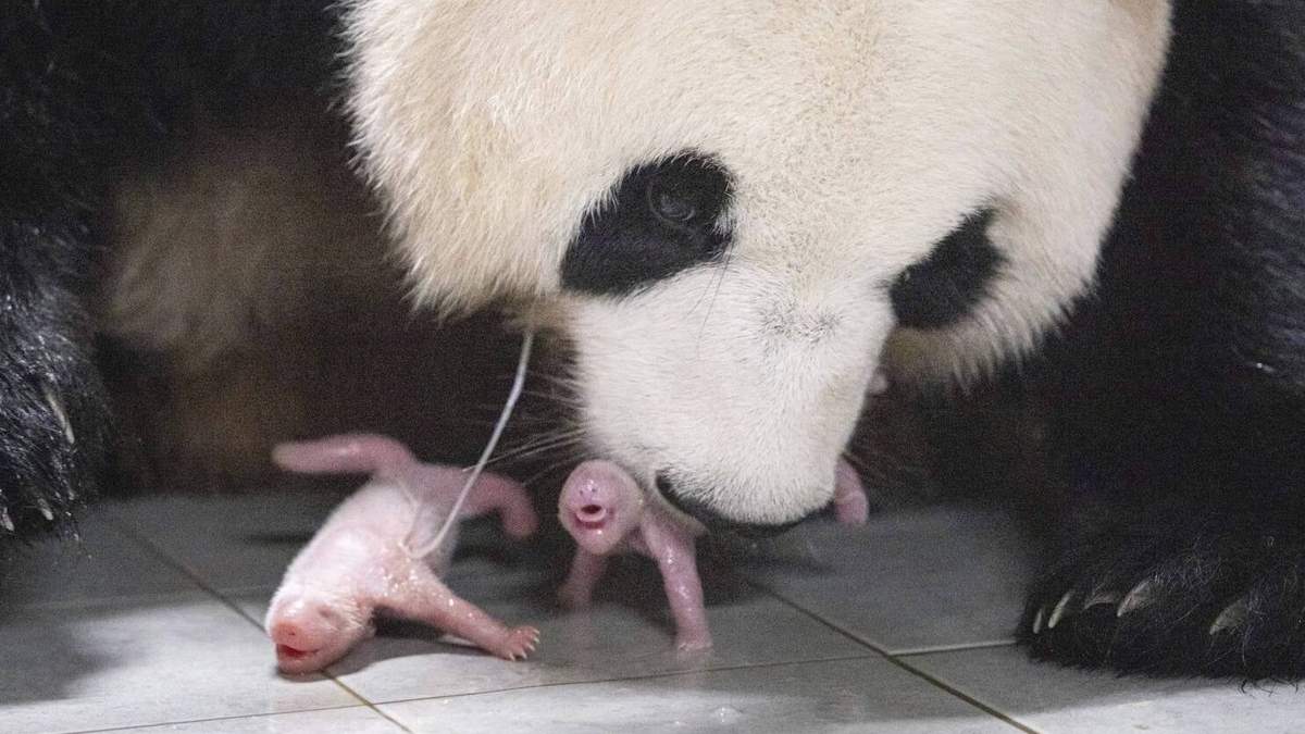 Pandas
