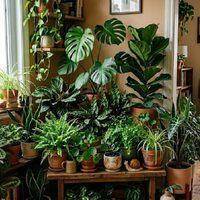 La tendencia de jardinería que crece en casas pequeñas: crear un rincón selvático en menos de un metro cuadrado