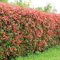 3 plantas con espinas que son perfectas para crear un cerco natural en tu jardín y alejar a los intrusos