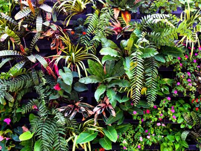 Cuidá las plantas de tu jardín: los 3 errores más comunes que frenan su crecimiento