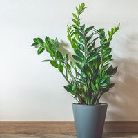 La planta tendencia en decoración que es poco exigente en cuidados y atrae la abundancia a tu hogar
